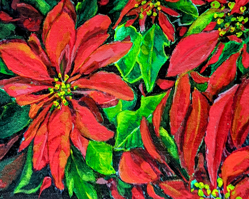 Poinsettia1